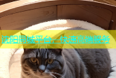 沈阳同城平台，快速高端服务